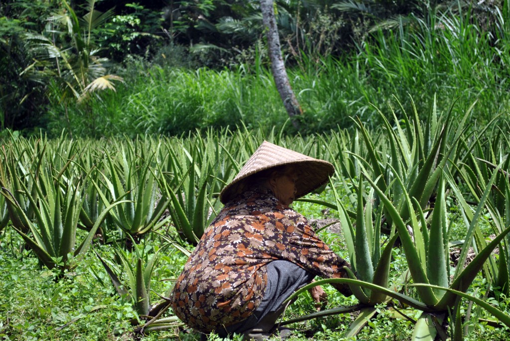 Aloevera farm in Karangasem, Bali